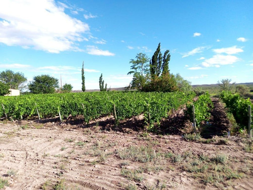 Imagen 14 de 19 de Finca 13 Ha En Cañada Seca - San Rafael