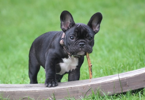 Ração Premier Raça Espec.bulldog Francês- Filhote Frango 2,5