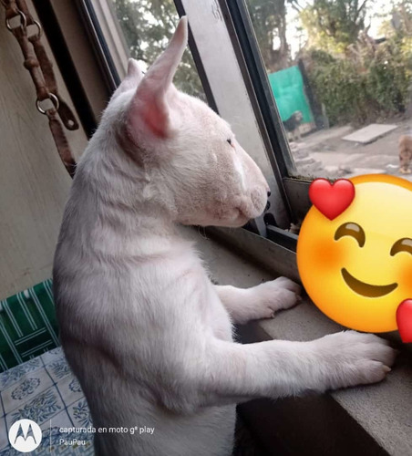 Imagen 3 de 5 de Cachorros Bull Terrier
