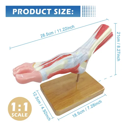 Modelo De Esqueleto Anatomico Del Pie, Tamaño Natural.