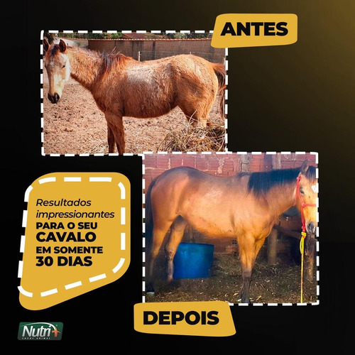 Suplemento Cavalo Hanoveriano Holsteiner Oldenburger Puruca