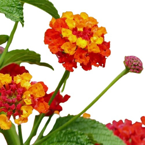 Plantas De Lantana