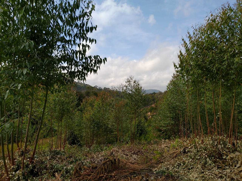 Mm - Área Verde Ideal Para Casa De Campo Em Meio A Natureza!