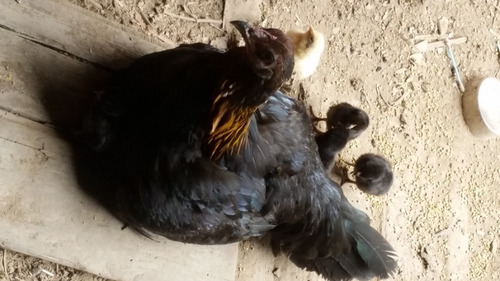 Gallos De Pelea Y Gallinas