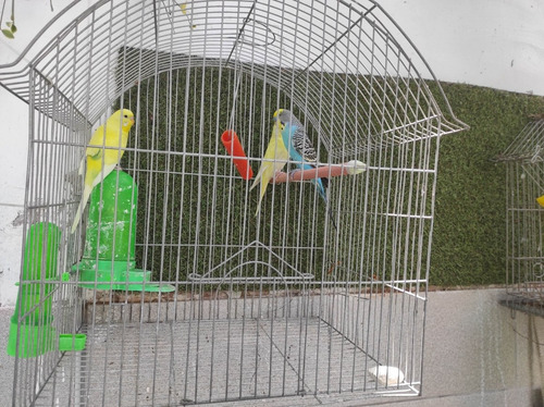 Pericos Australianos