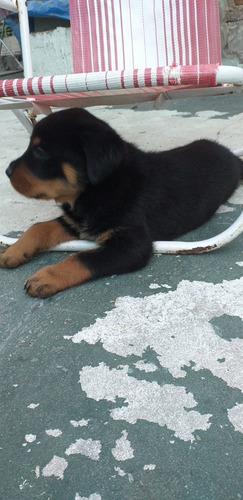 Rottweiler Cachorros Puros Listos Para Entregar