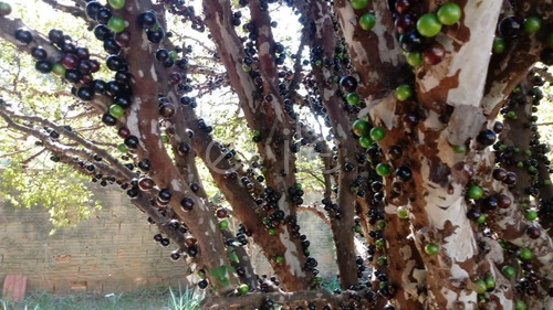 Chácara À Venda Em Chácara Primavera - Ch002676