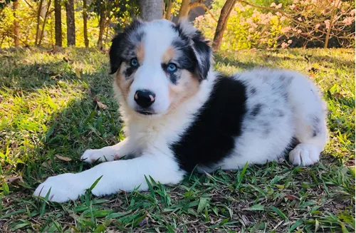 Onde comprar um filhote de Border Collie?