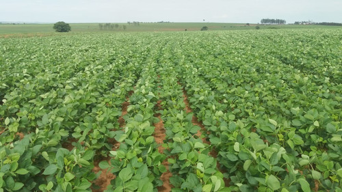 Imagem 9 de 30 de Fazenda 632 Alqueires, Dupla Apetidão, 74% De Aproveitamento, 427 Alqueires Em Lavoura, 40 Alqueires Em Pecuária, Topografia Plana, Casa Sede - Fa00031 - 69832504