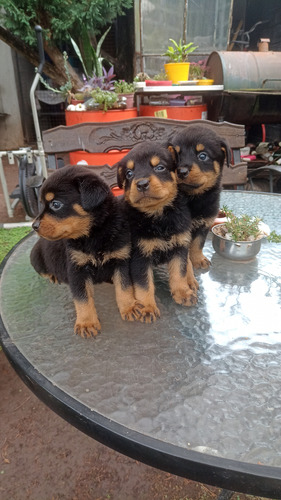 Rottweiler Cachorros Puros Listos Para Entregar 