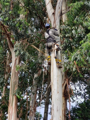 Imagen 2 de 5 de Poda De Arboles, Poda En Altura. Extracciones De Arboles.