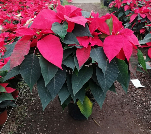 Imagen 8 de 10 de Planta Nochebuena 7 Pulgadas (premium)