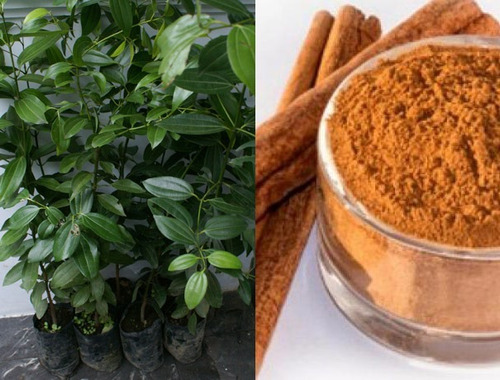 Planta De Canela De India Arbol Planta Medicinal Cinnamomum