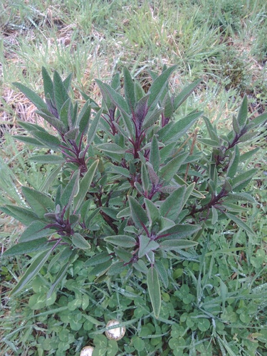 Semillas Organicas De Salvia Officinalis X 20 U.