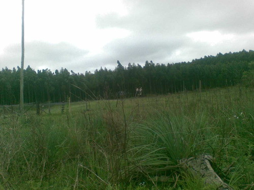 Imagen 3 de 3 de 133 Has. De Campo En Concordia. Permuto