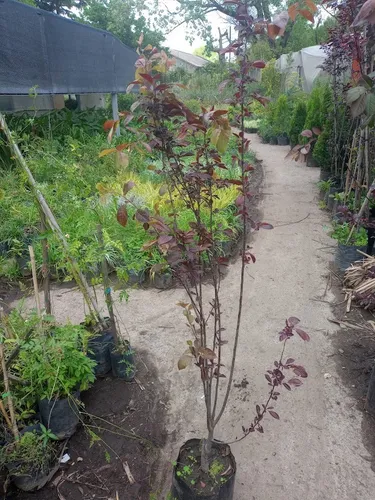Ciruelo De Jardin, Cerezo Rojo Arbol Frutal Prunus Ceras.e10 (Usado)