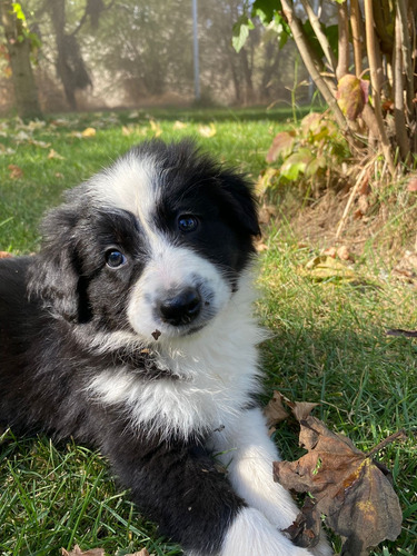 Cachorros Border Collie