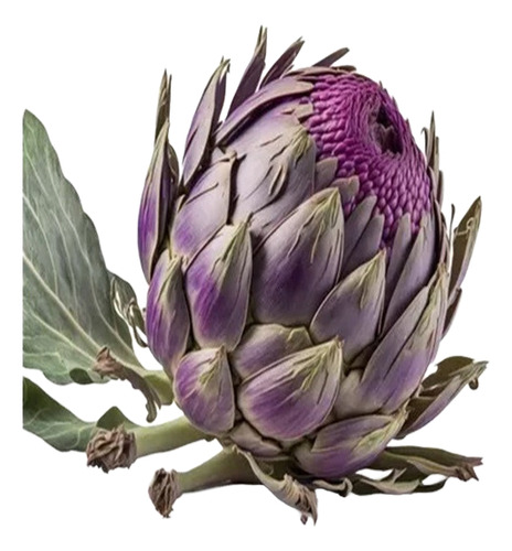 Sementes De Alcachofra Roxa - 35 Unidades Para Jardinagem