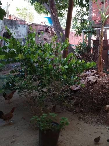 Terreno En Venta En Naiguatá