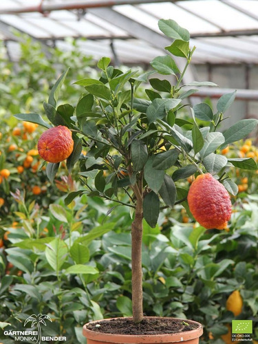 Limón Rojo Diablo Producción Rápida