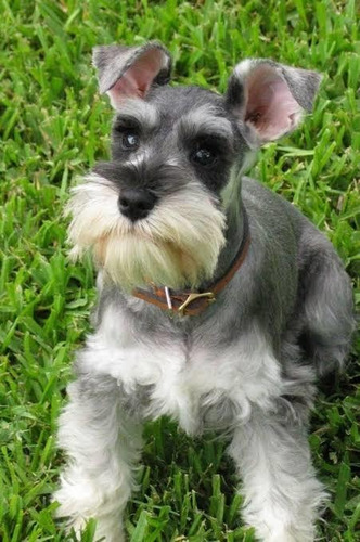 Schnauzer 