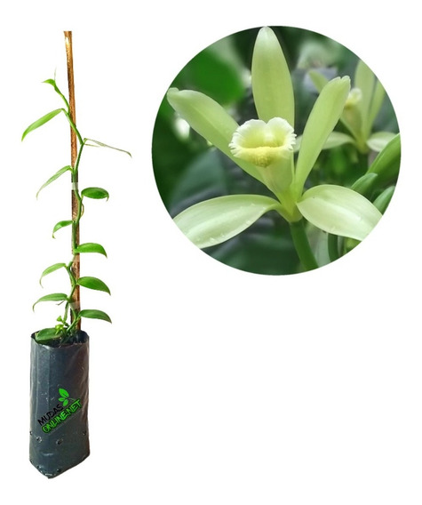 Muda De Orquídea Baunilha Vanilla Planifolia | Parcelamento sem juros