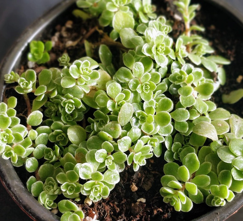 Sedum Makinoi Variegata 