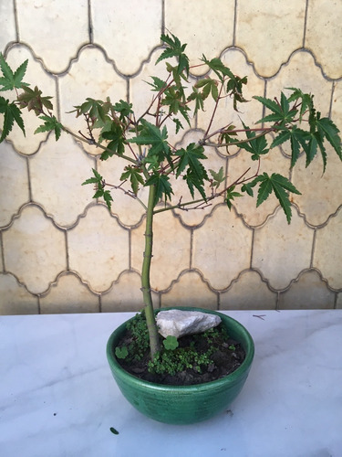 Arbol Bonsai