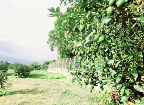 Excelente Finca Productora De Aguacate
