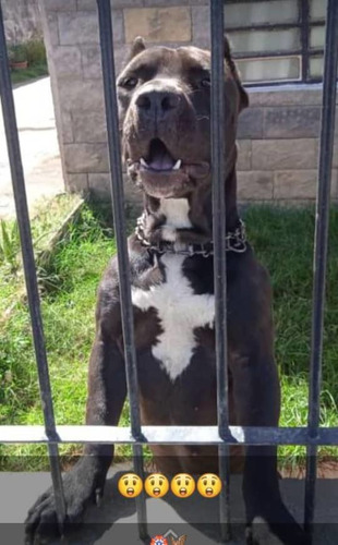 Imagen 7 de 7 de Cachorros Pitbull