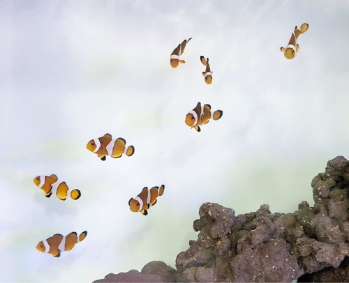 Imagen 3 de 5 de Pez Payaso Nemo - Amphiprion Ocellaris - Acuario Marino Reef