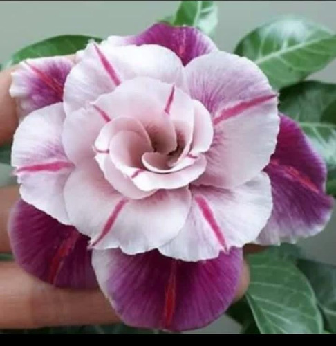 20 Sementes Selecionadas Rosas Do Deserto Adenium Premium.
