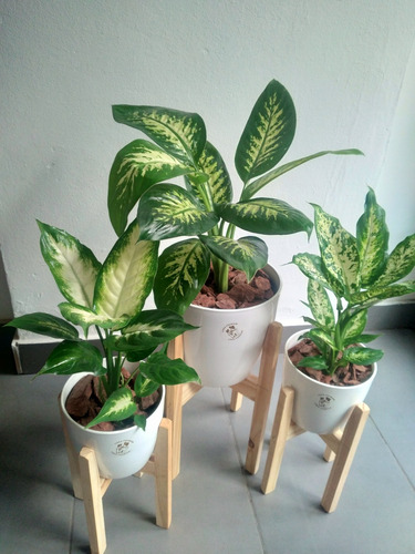 Combo Dieffenbachias X 3 Tropic + Mariana + Maceta + Pie