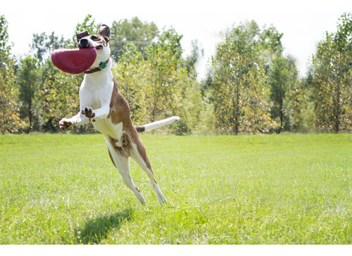 Disco De Goma Dog Toy Kong Flyer Para Catch Fetch Playtime,
