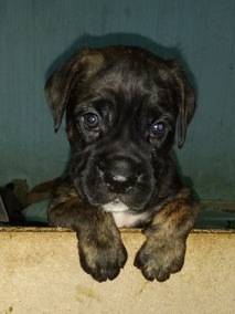 Perros De Raza Cane Corso En Mercado Libre Argentina
