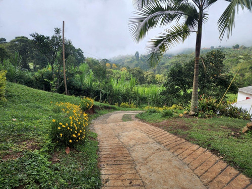 Imagen 14 de 20 de Venta De Finca Cafetera En Jericó Antioquia