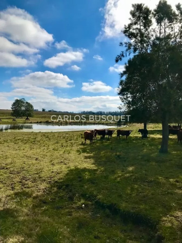 Chacra En Venta De 5 Hectáreas - Camino Medellin