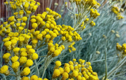 Helichrysum Italicum Hierba Inmortalidad 1 Planta De 30a40cm
