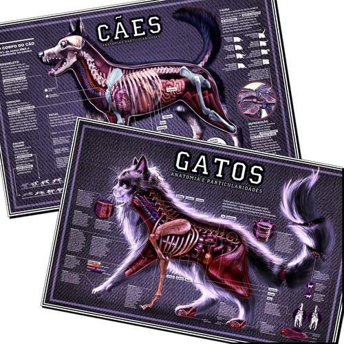 02 Poster 30x45cm Anatomia E Características Cachorro + Gato Decorar Sala Quarto Estudos Medicina Veterinária