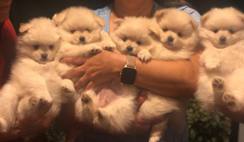 Hermosos Pomerania Blanco Nacidos El 10 De Junio 2023