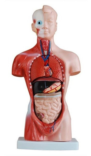 Modelo Torso Humano Bisexual 26 Cm - 15 Partes