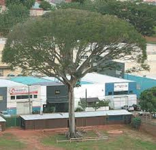 Guapuruvu/Schiolobium Parahyba - 50 gr/ 25 semillas