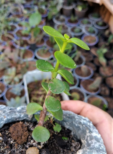 3 Muda Suculenta Portulacaria Afra - Planta Mini Jade -sorte