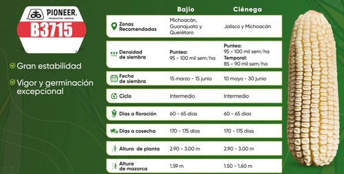Pioneer B3715 Semilla Maíz Hibrida