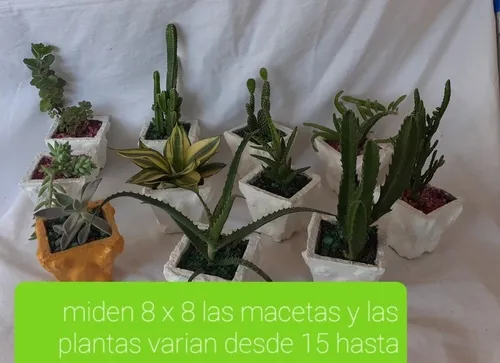 Minicactus Y Suculentas