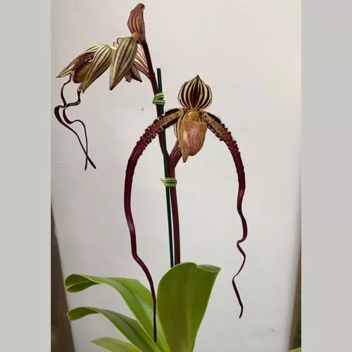 Orquídea Coleção Paphiopedilum Sanderianum X Filipinense