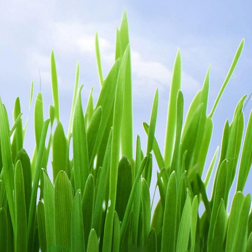 Kl Jardinera De Hierba Para Gatos Caja De Cultivo De Hierba
