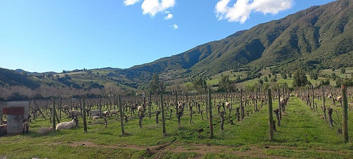 Santa Cruz - Viña 5.000 M2 - Fuegos De Apalta