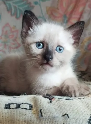 Gaticos Siameses En Venta