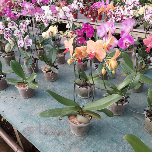 Orquídea Phalaenopsis P15 Con 2 Varas Florales Rectas